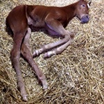 THESE IRONS LUKE HOT "Cyrus" - Colt out of Shez Got The Luke (Owner: Shanna Reynolds)